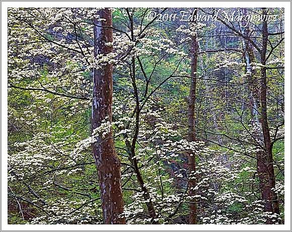 450753 Dogwoods and forest SMNP